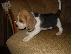 PoulaTo: Jack Russell καθαροαιμα 6979314054 ΚΡΗΤΗ-ΑΘΗΝΑ